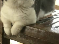 猫咪小姐姐可爱,治愈系可爱大盘点