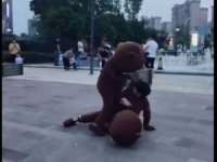 网红熊毒辣,揭秘网红背后的真实世界