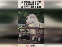漂亮小姐姐杀黑山羊视频,小姐姐勇斗黑山羊
