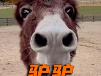 私密校园 小倔驴,私密校园里的青春传奇